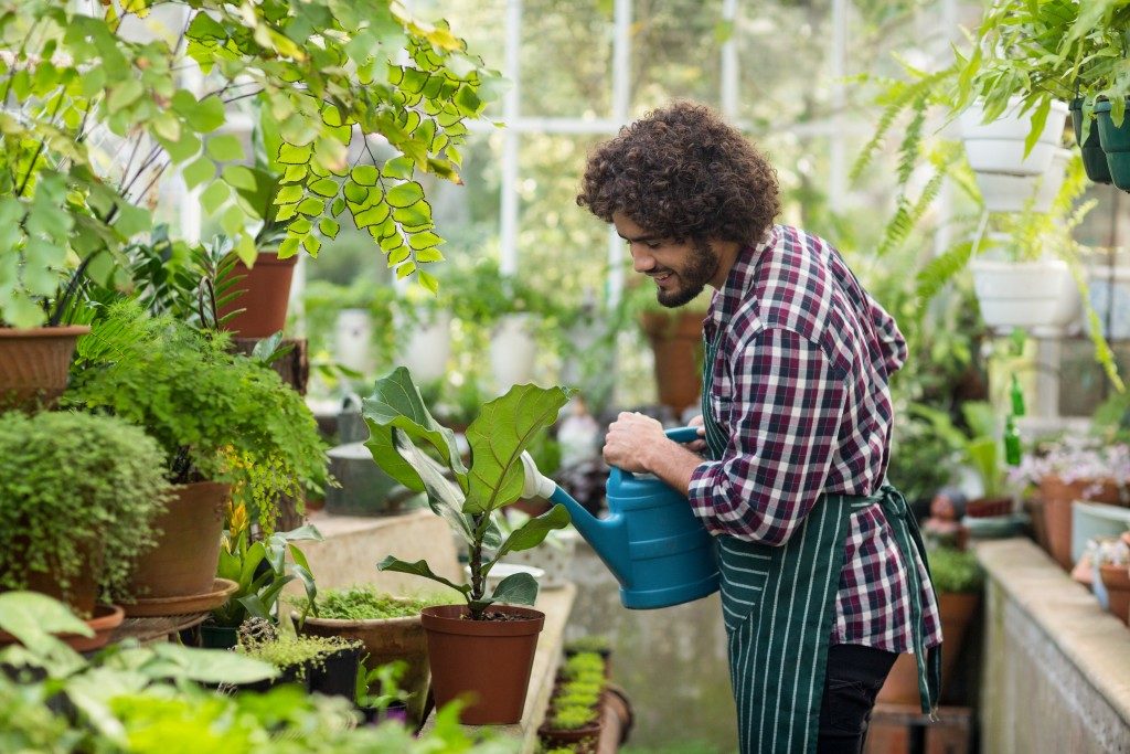 Man in plaid watering the plants