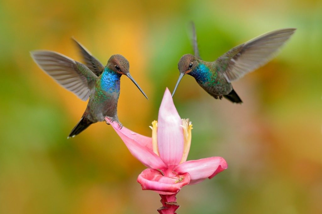 two hummingbirds in flight on the ping flower