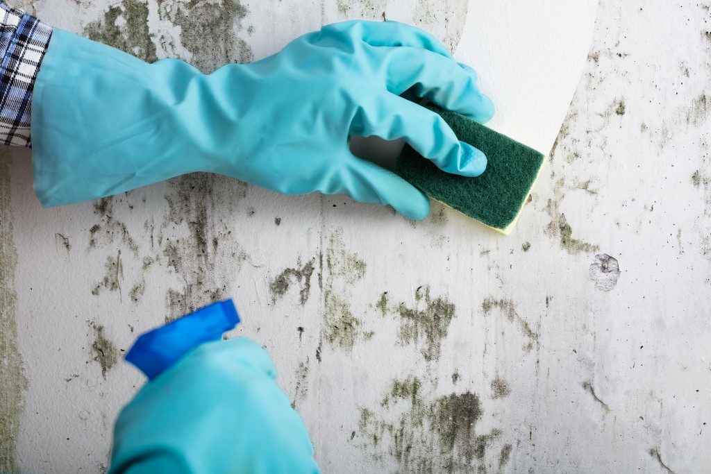Cleaning the moldy wall with chemical cleaner and sponge