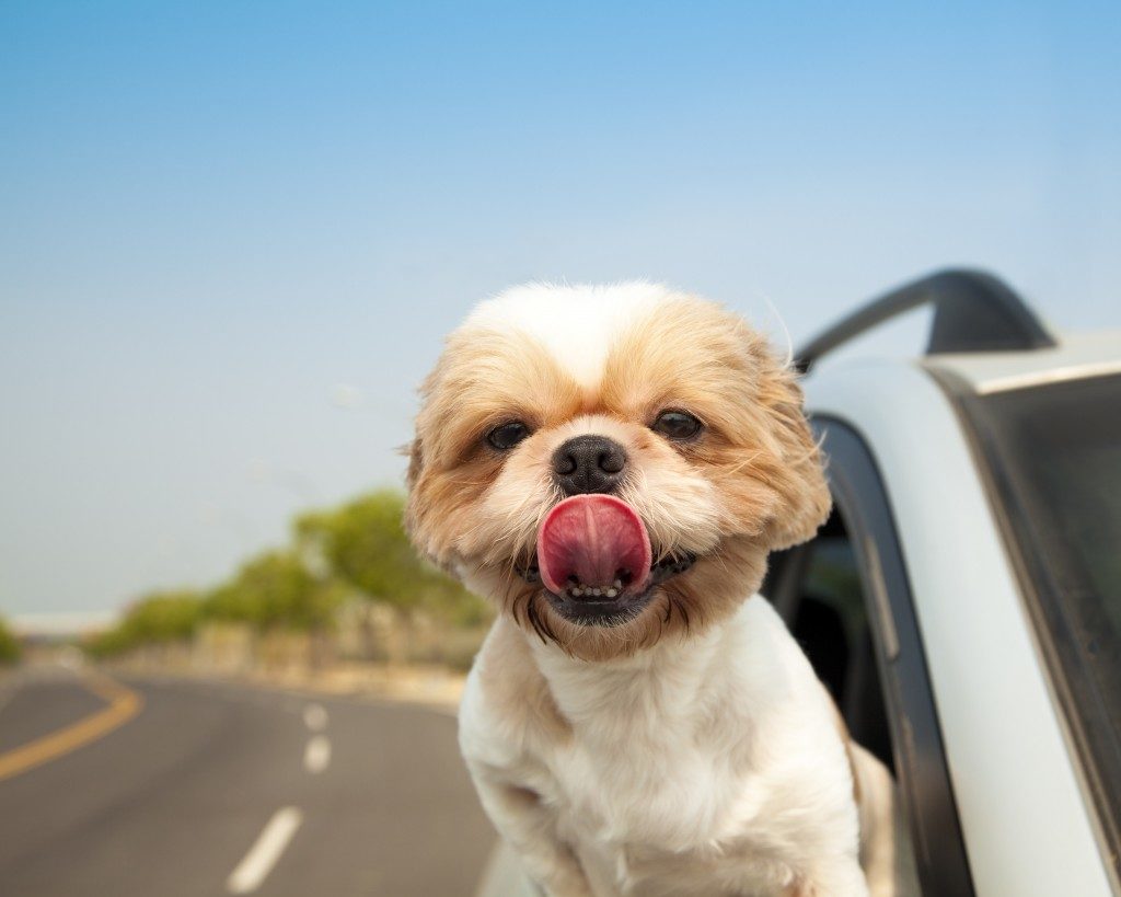dog on a roadtrip